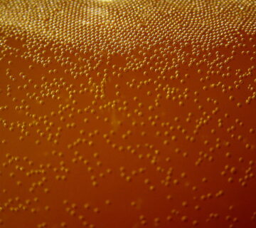 Biomedican - yeast fermentation