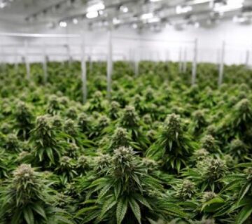 Cannabis companies, betting on a Biden win, ready IPOs