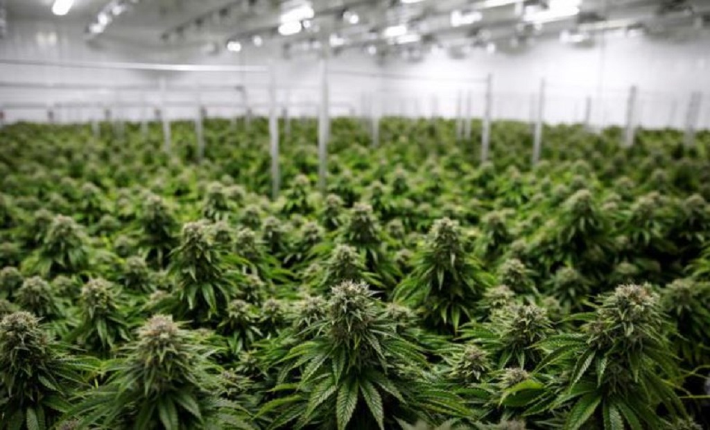 Cannabis companies, betting on a Biden win, ready IPOs