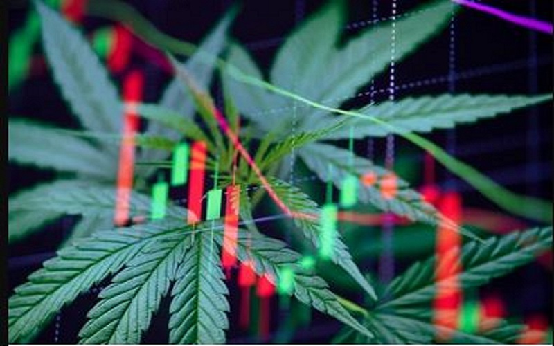investing in cannabis