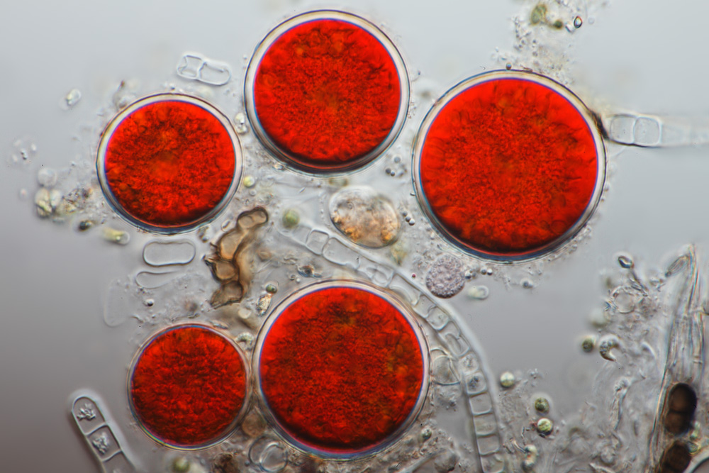 Astaxanthin by BioMedican